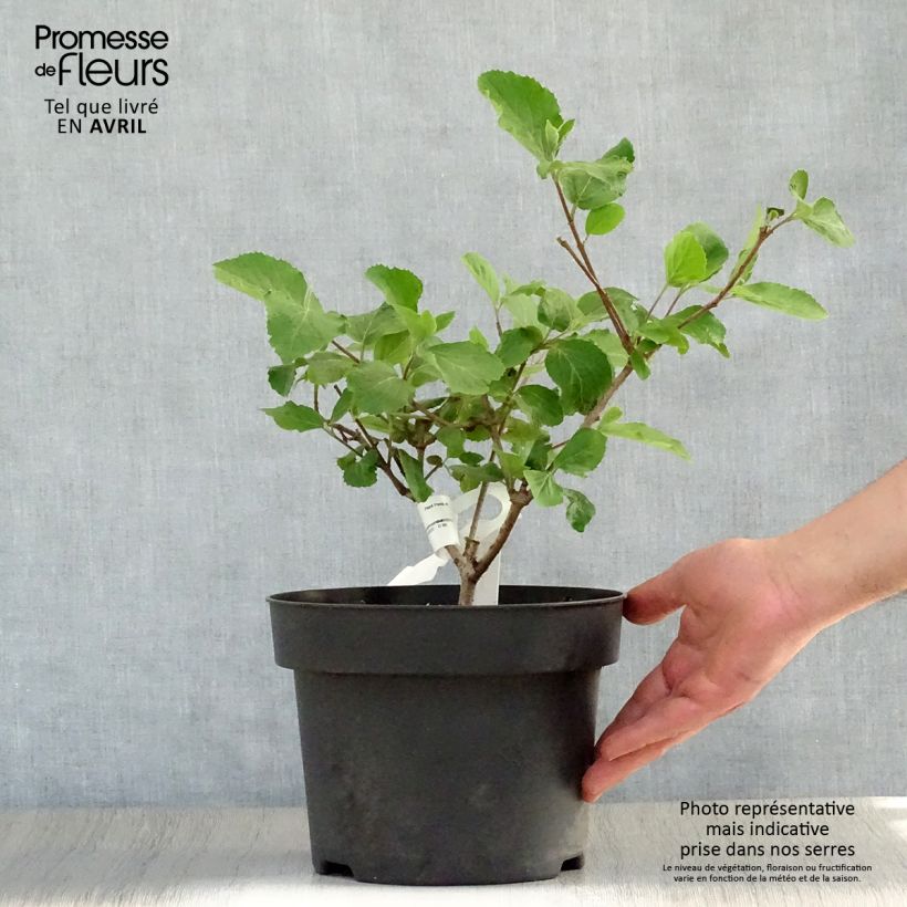 Example of Viorne - Viburnum (x) carlcephalum  Pot de 3L/4L as you get in printemps