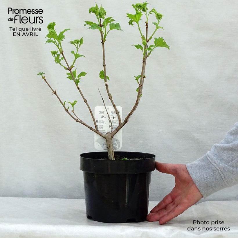 Example of Viorne Boule de Neige - Viburnum opulus Roseum Pot de 2L/3L as you get in printemps