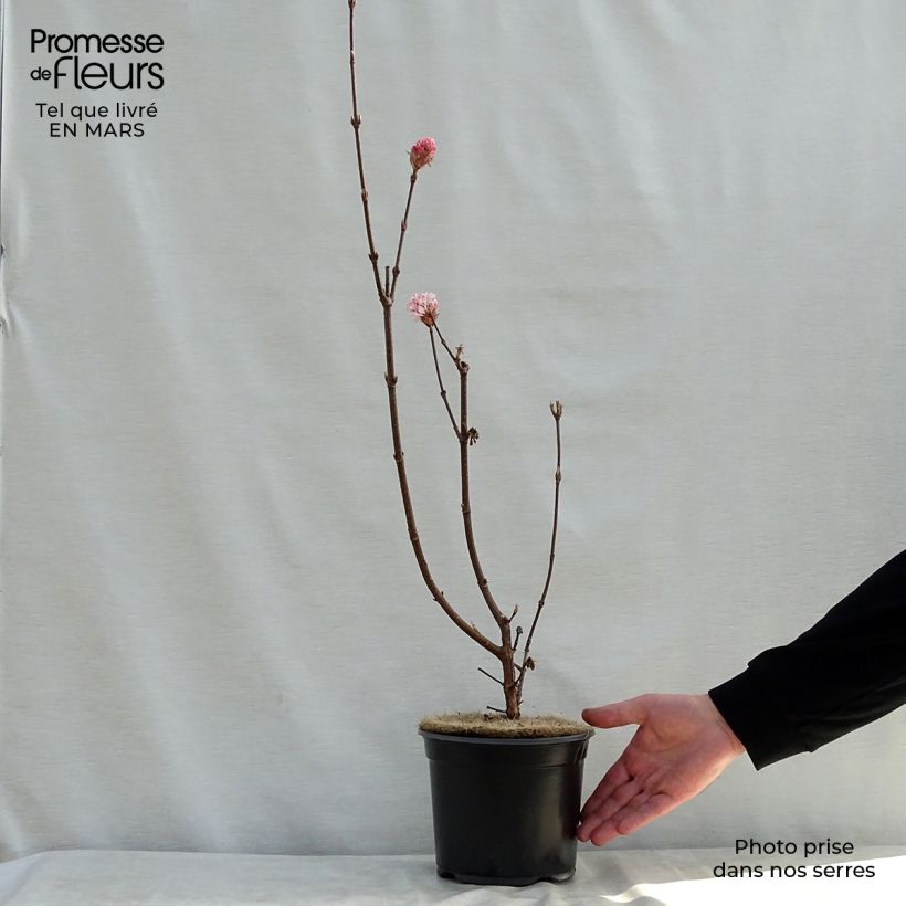 Spécimen de Viorne d'hiver - Viburnum bodnantense Charles Lamont. Pot de 3L/4L tel que livré au printemps