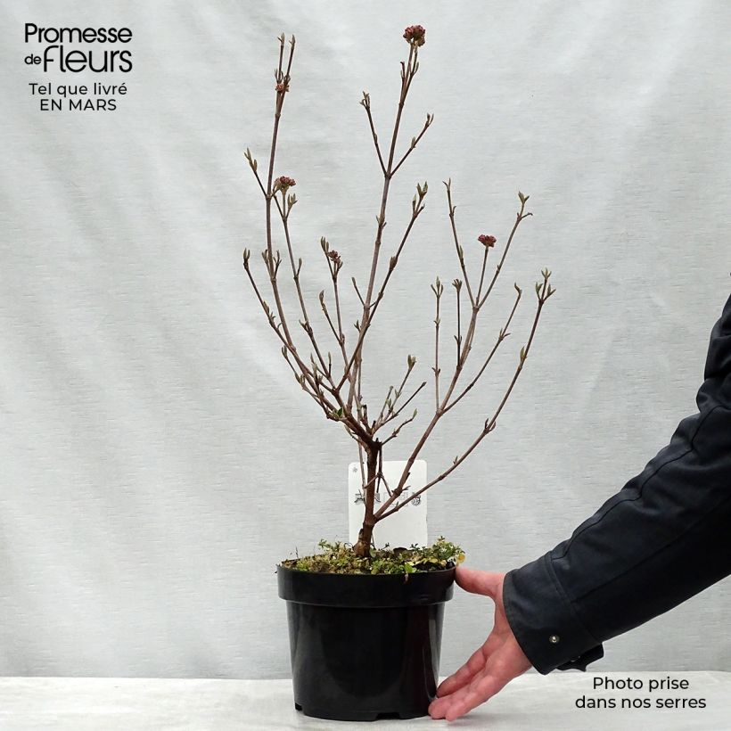 Spécimen de Viorne de Burkwood - Viburnum burkwoodii Ann Russell Pot de 3L/4L tel que livré au printemps