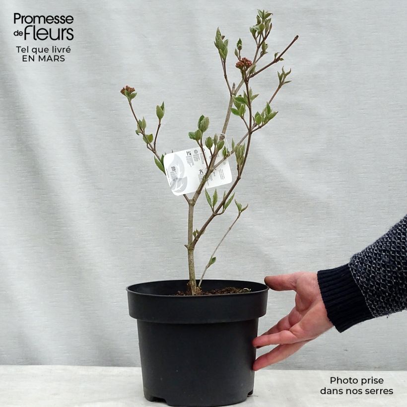 Spécimen de Viburnum carlesii - Viorne de Carle Pot de 4L/5L tel que livré en hiver