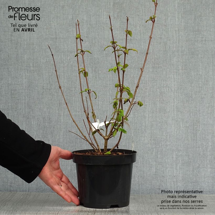 Spécimen de Viorne de Chine - Viburnum plicatum Tomentosum Pot de 2L/3L tel que livré au printemps