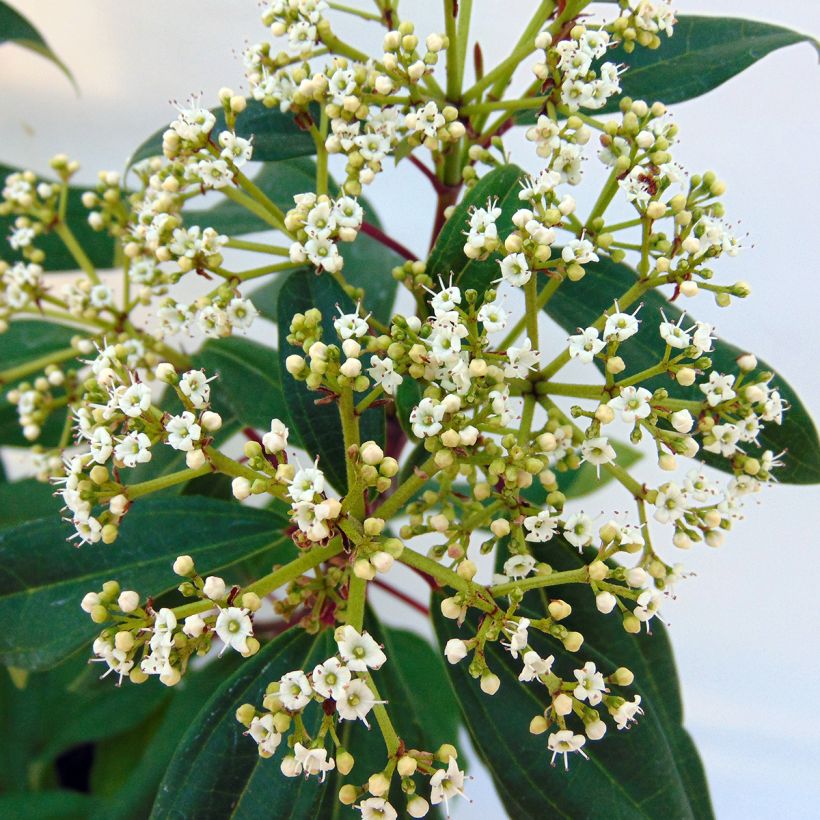 Viorne de David - Viburnum davidii Angustifolium (Flowering)