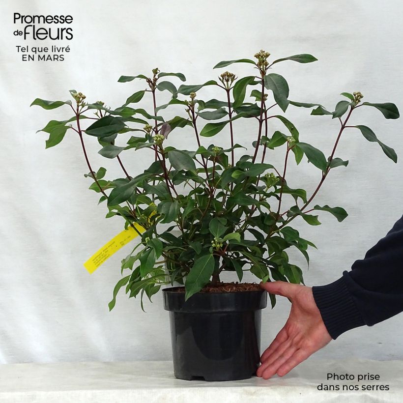 Example of Viorne de David - Viburnum davidii Angustifolium Pot de 3L/4L as you get in printemps
