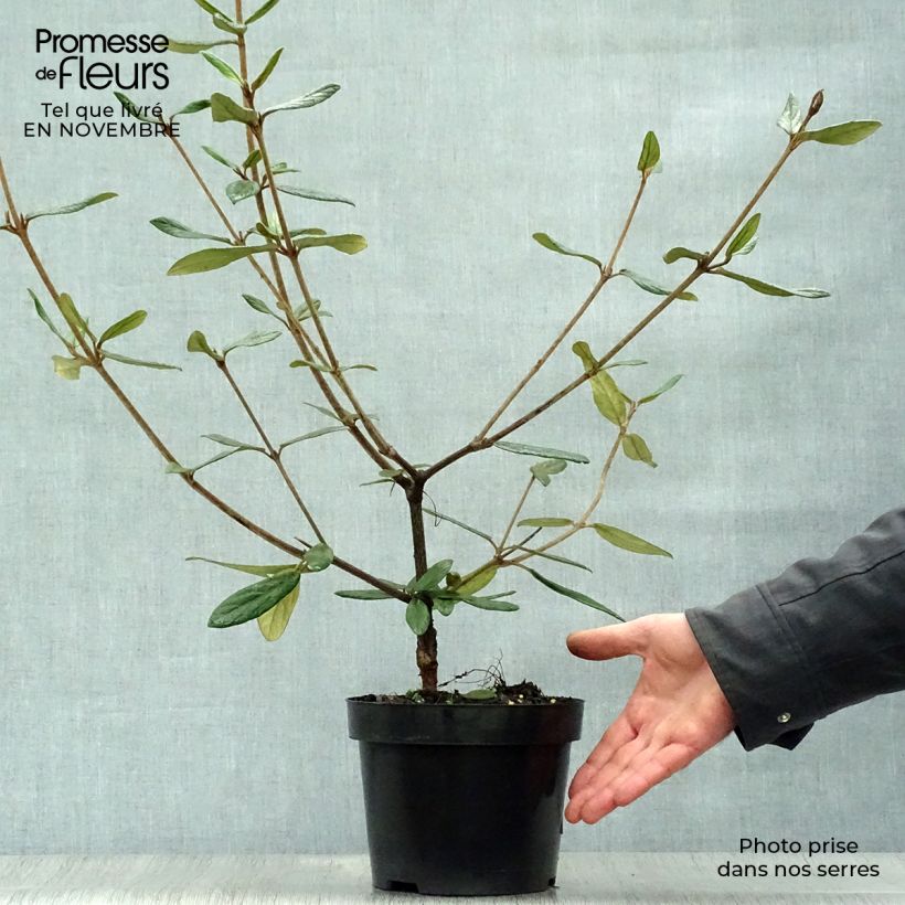 Spécimen de Viorne de Prague - Viburnum Pragense Pot de 3L/4L tel que livré en automne