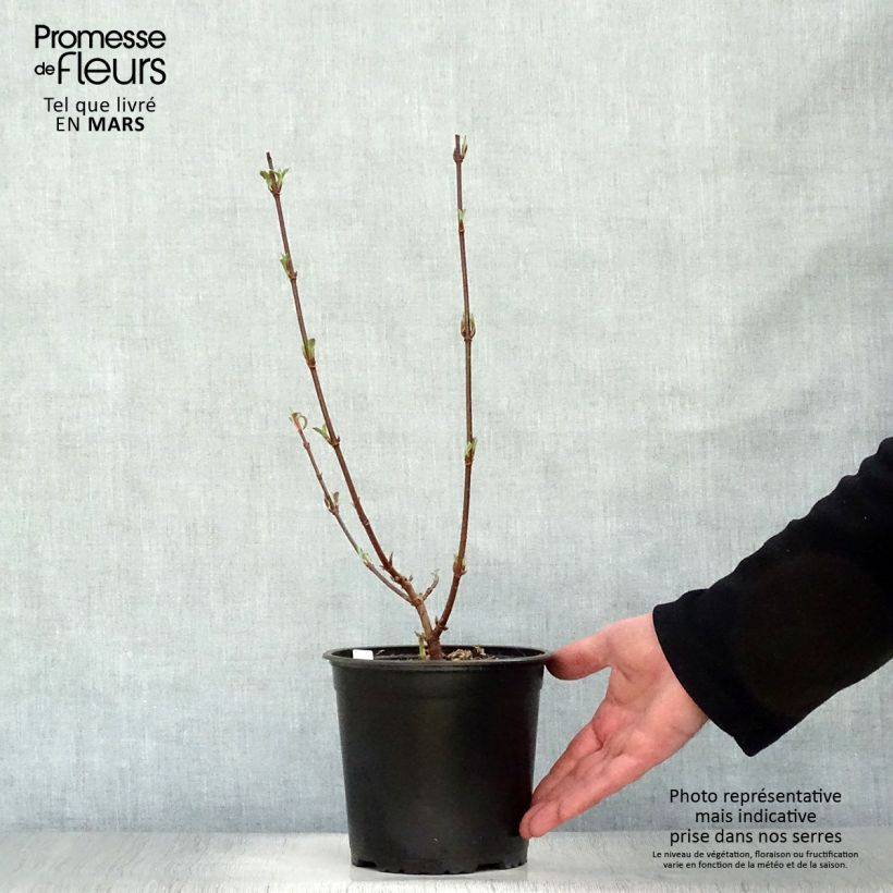 Example of Viorne d'hiver - Viburnum bodnantense Dawn Pot de 2L/3L as you get in printemps