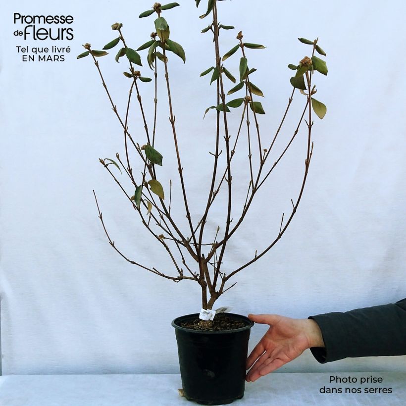 Spécimen de Viorne du Burkwood - Viburnum x burkwoodii Mohawk Pot de 4L/5L tel que livré au printemps