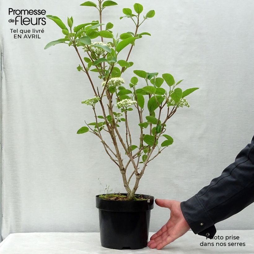 Example of Viorne lantane - Viburnum lantana Mohican Pot de 3L/4L as you get in printemps