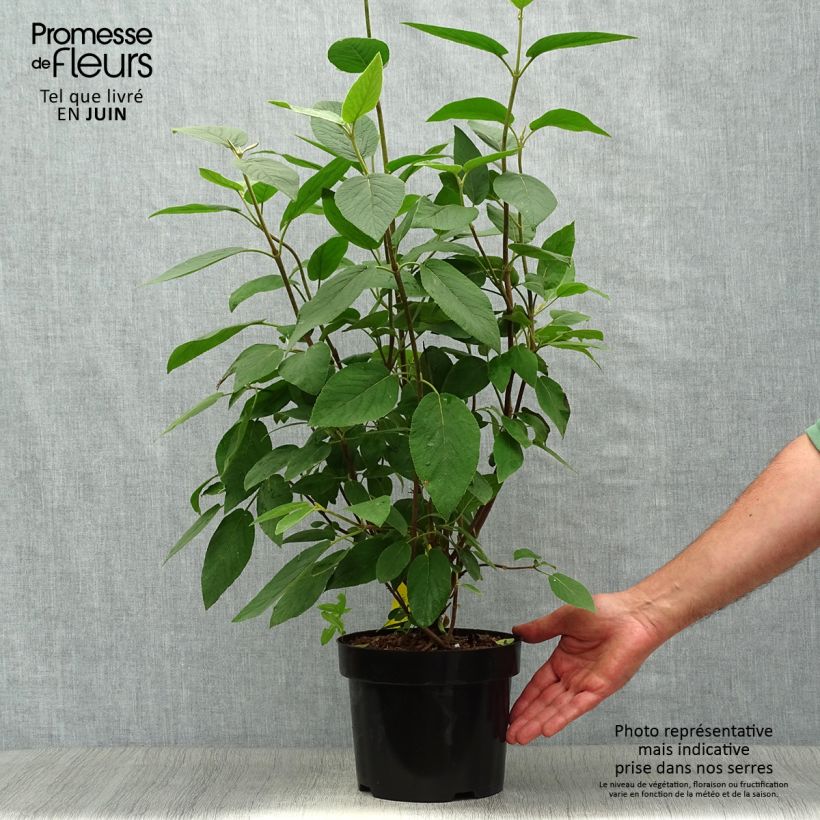 Spécimen de Viorne lantane - Viburnum lantana Mohican Pot de 3L/4L tel que livré en été
