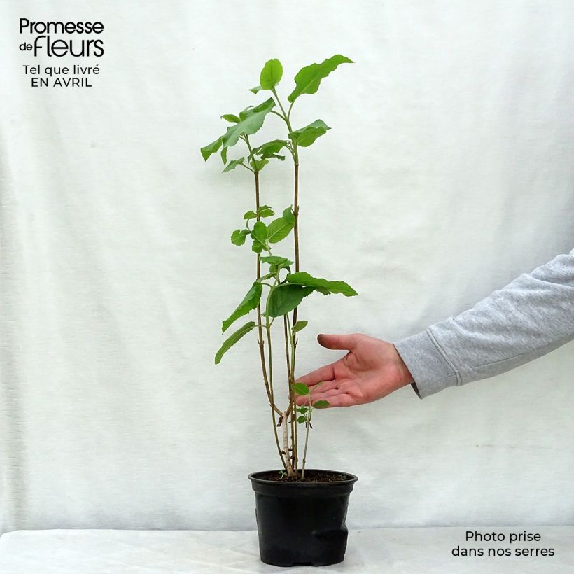 Spécimen de Viorne lantane -  Viburnum lantana Pot de 1,5L/2L tel que livré au printemps