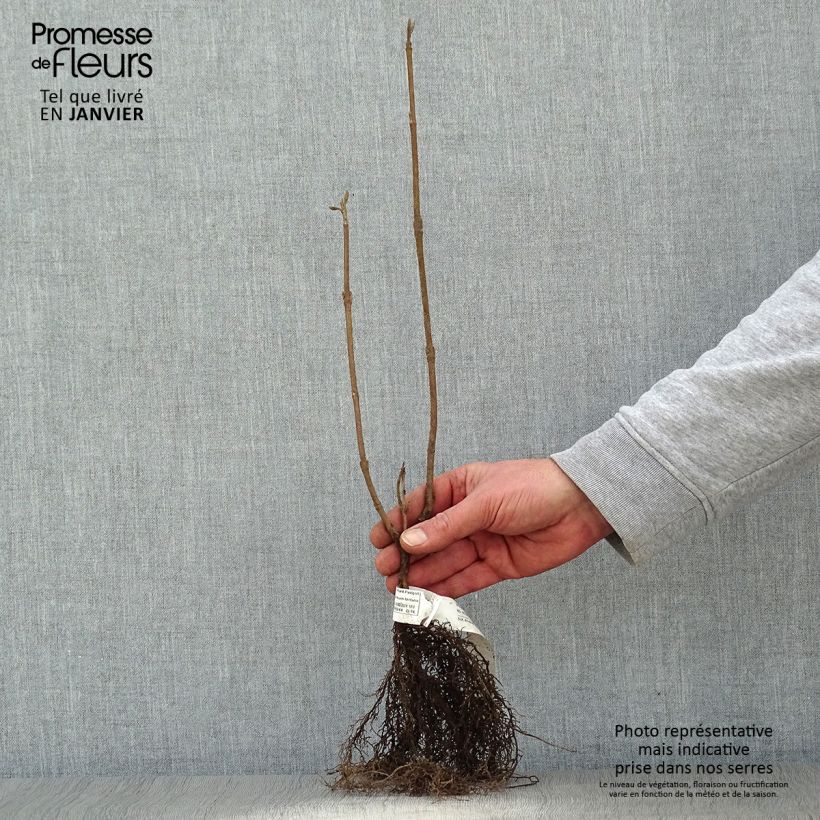 Spécimen de Viorne lantane -  Viburnum lantana Racines nues tel que livré en hiver