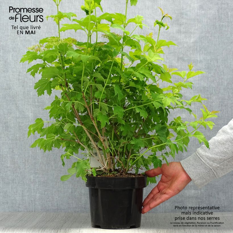 Example of Viorne obier, Boule de neige - Viburnum opulus Park Harvest Pot de 2L/3L as you get in printemps