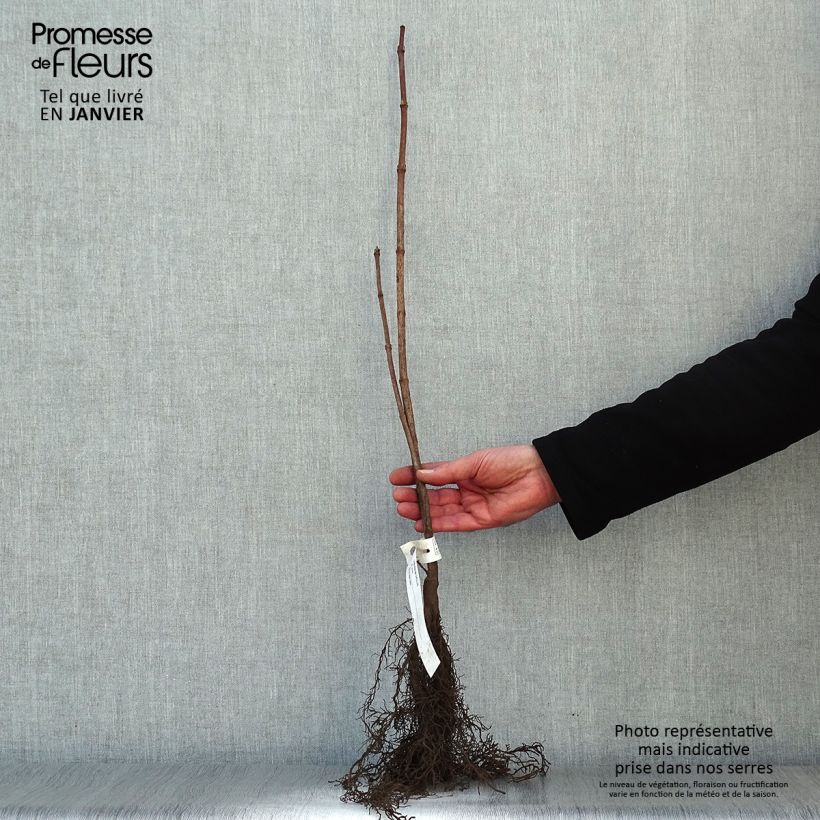 Spécimen de Viorne obier - Viburnum opulus Racines nues tel que livré en hiver