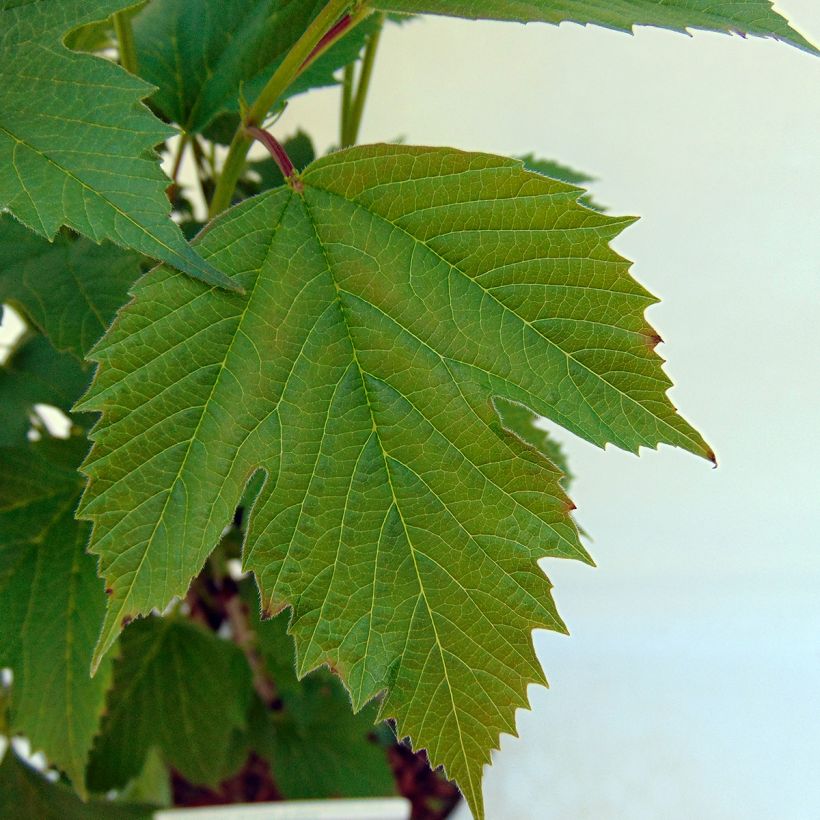 Viorne trilobée - Viburnum trilobum Bailey Compact (Feuillage)