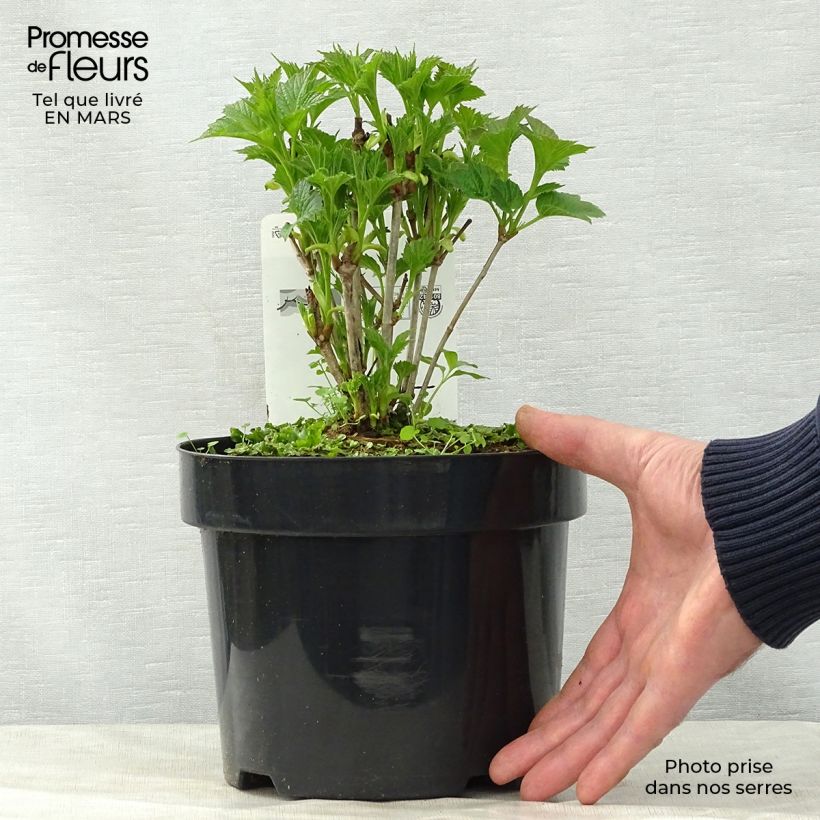 Spécimen de Viorne trilobée - Viburnum trilobum Bailey Compact Pot de 3L/4L tel que livré au printemps