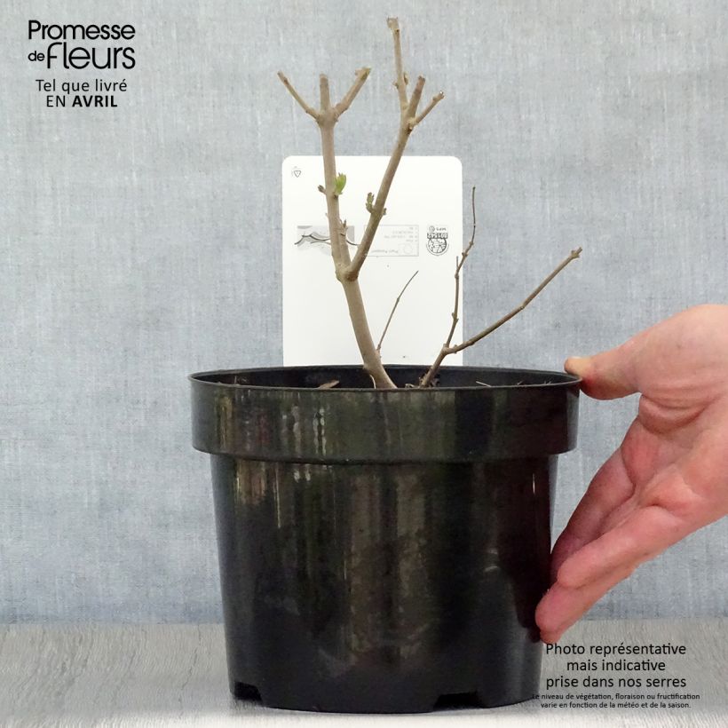 Spécimen de Vitex agnus-castus Albus - Gattilier blanc Pot de 3L/4L tel que livré au printemps