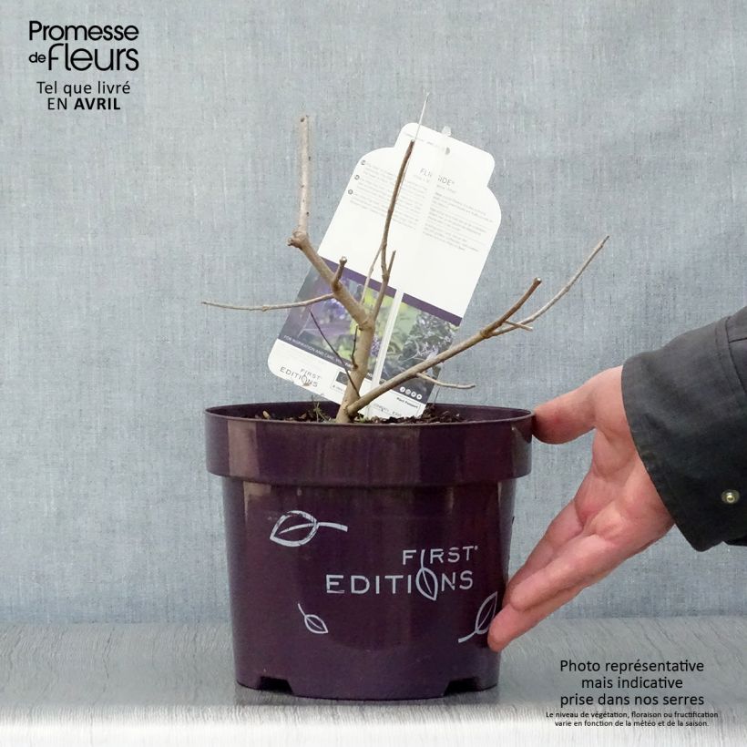 Spécimen de Vitex agnus-castus Flip Side - Gattilier Pot de 3L/4L tel que livré au printemps