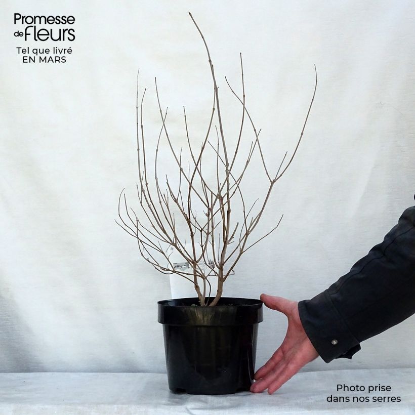 Spécimen de Vitex agnus-castus Pink Pinnacle Pot de 3L/4L tel que livré au printemps