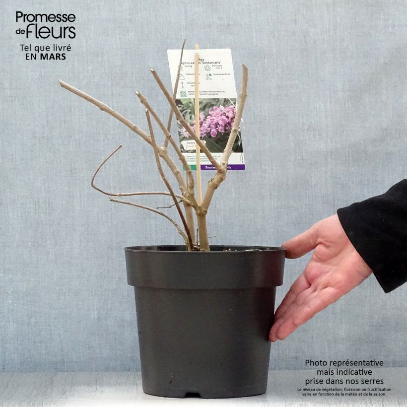 Example of Vitex agnus-castus Santamaria - Gattilier Pot de 3L/4L as you get in printemps