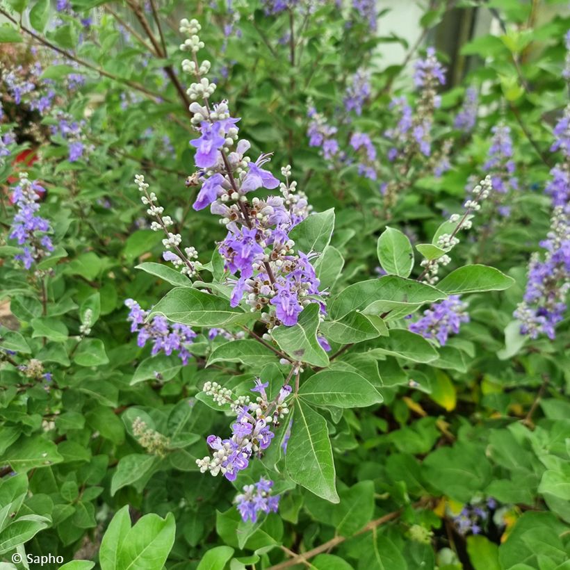 Vitex x agnus-castus Chicagoland Blues - Gattilier (Floraison)