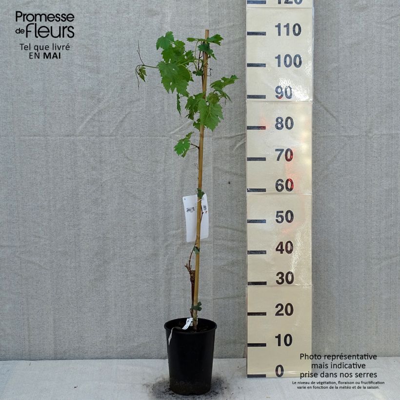 Spécimen de Vigne Cabernet Sauvignon - Vitis vinifera Pot de 1L/1,5L tel que livré au printemps