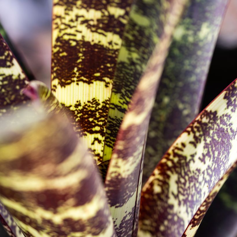 Vriesea Splendide (Feuillage)