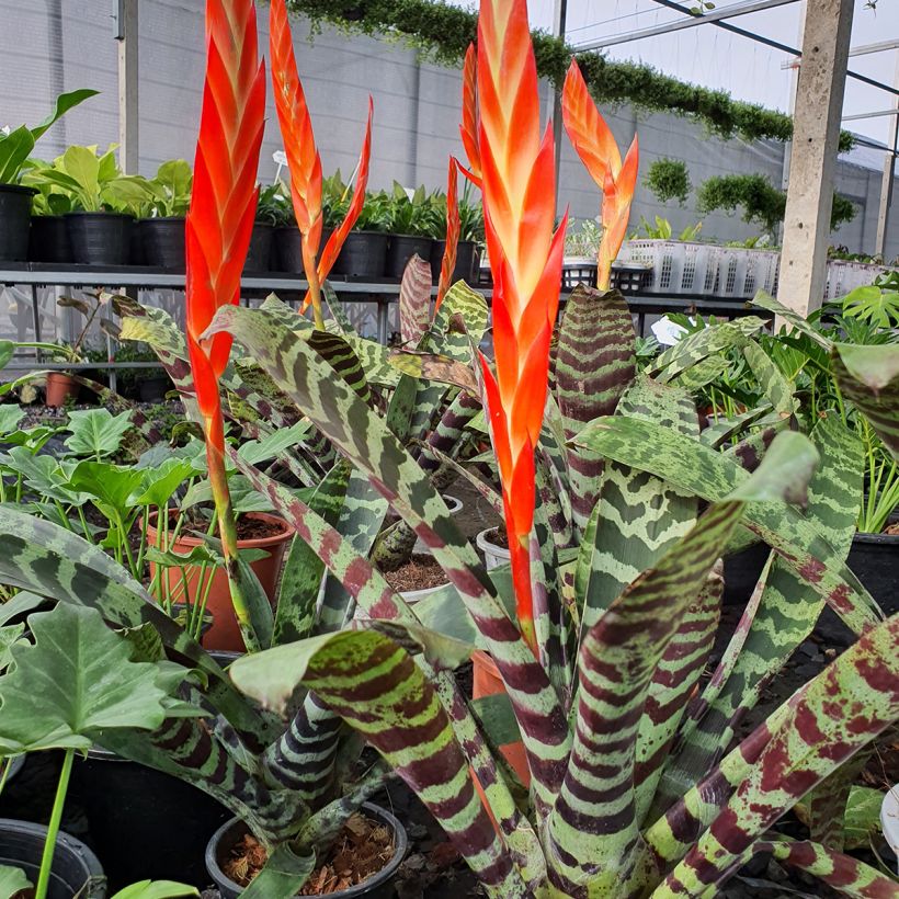 Vriesea Splendide (Port)