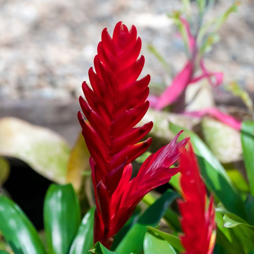 Vriesea Christiane (Floraison)