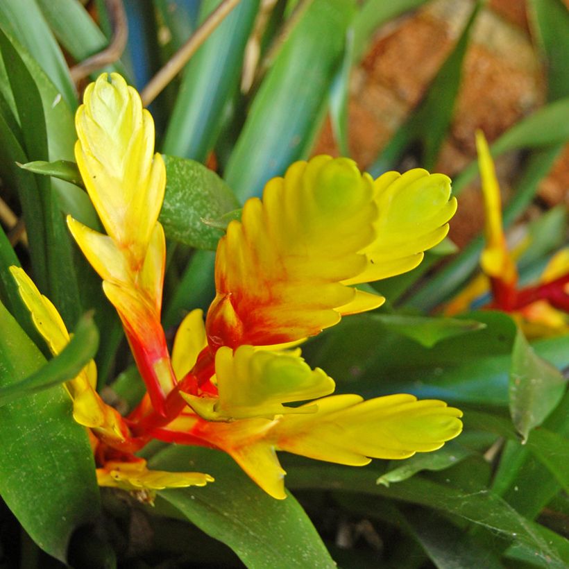 Vriesea Delphinus (Floraison)
