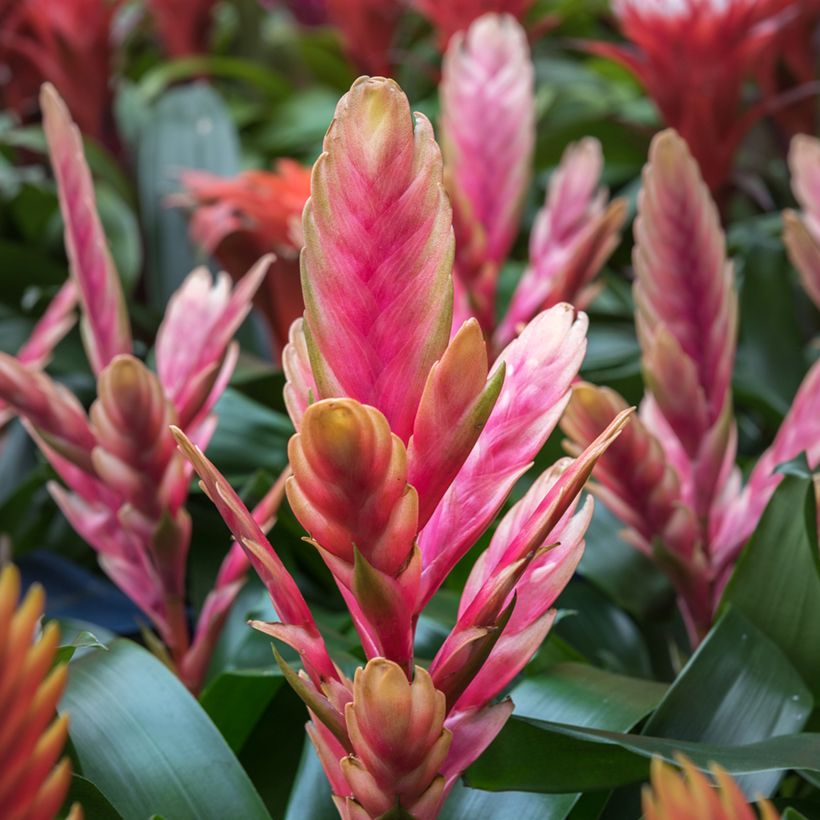 Vriesea Madonna (Floraison)