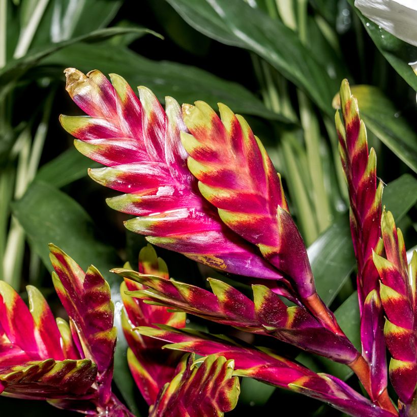 Vriesea Vogue (Floraison)