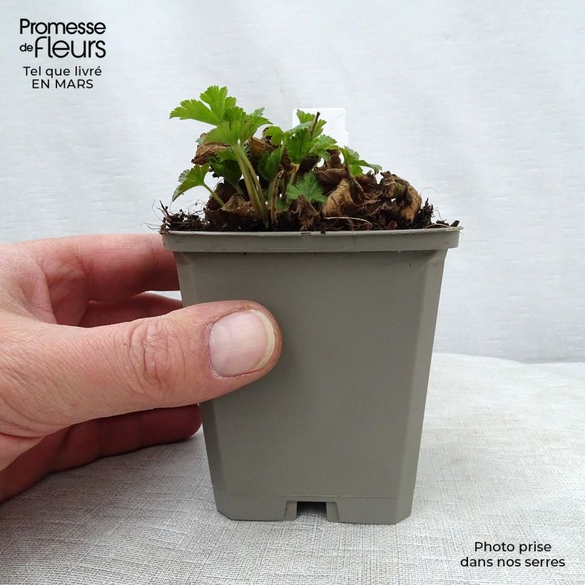 Spécimen de Waldsteinia geoides - Waldstenie faux-fraisier Godet de 8/9 cm tel que livré au printemps