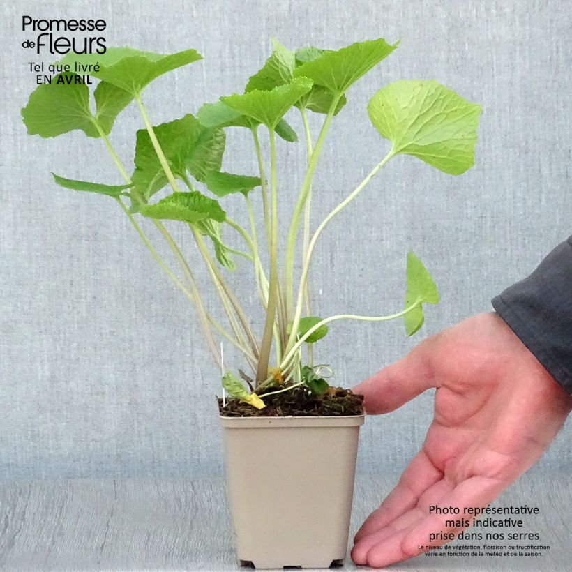 Spécimen de Wasabi japonais - Eutrema japonicum Godet de 8/9 cm tel que livré au printemps