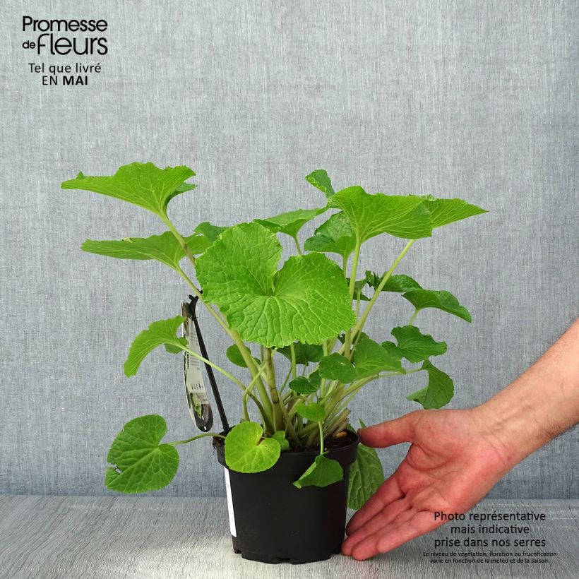 Spécimen de Wasabi japonais - Eutrema japonicum Pot de 1,5L/2L tel que livré au printemps