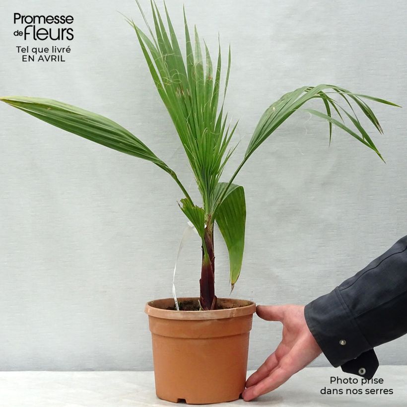 Spécimen de Washingtonia robusta - Palmier du Mexique Pot de 2L/3L tel que livré au printemps