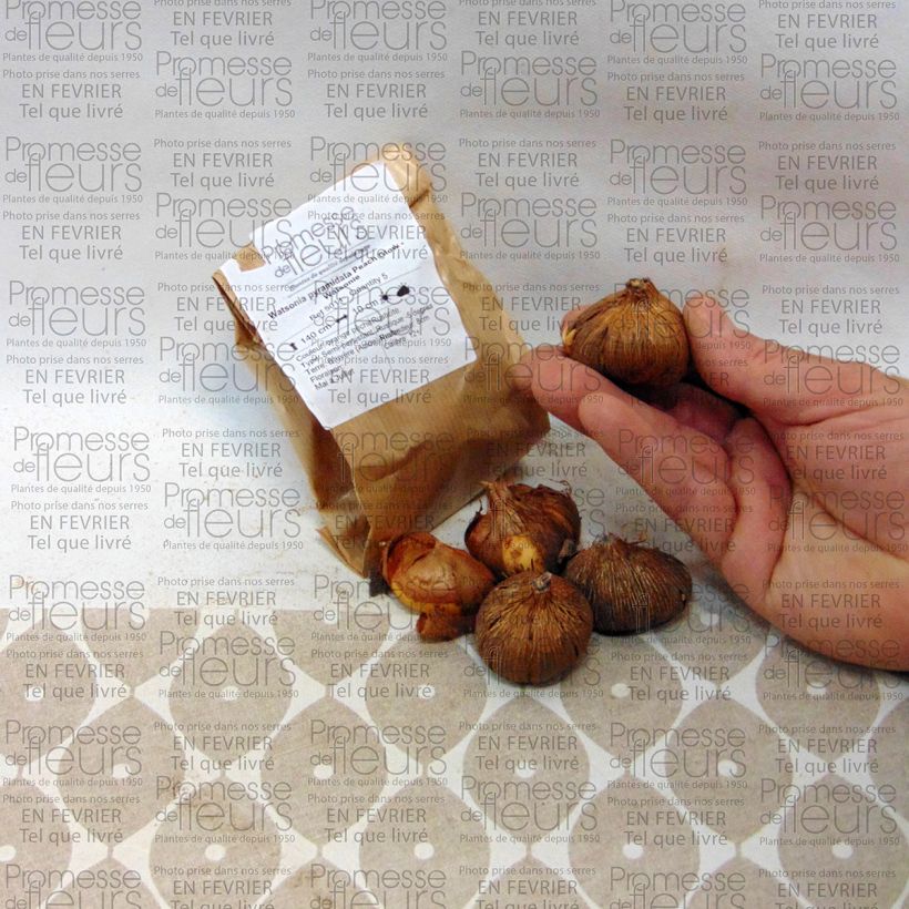 Example of Watsonia pyramidata Peach Glow - Watsonie Bulbe calibre 12+ as you get