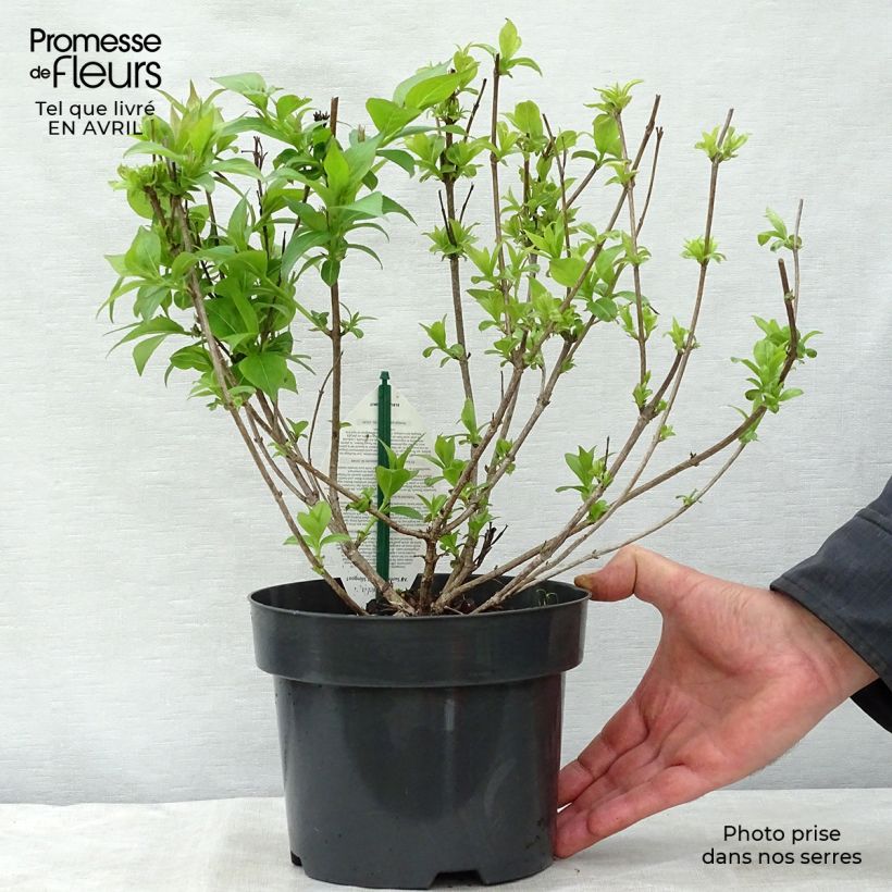 Spécimen de Weigela All Summer Red Pot de 3L/4L tel que livré au printemps
