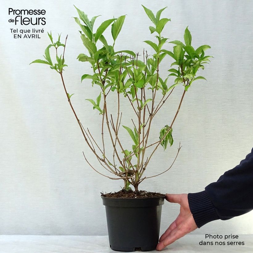 Spécimen de Weigela Candida - Weigélia Pot de 3L/4L tel que livré au printemps
