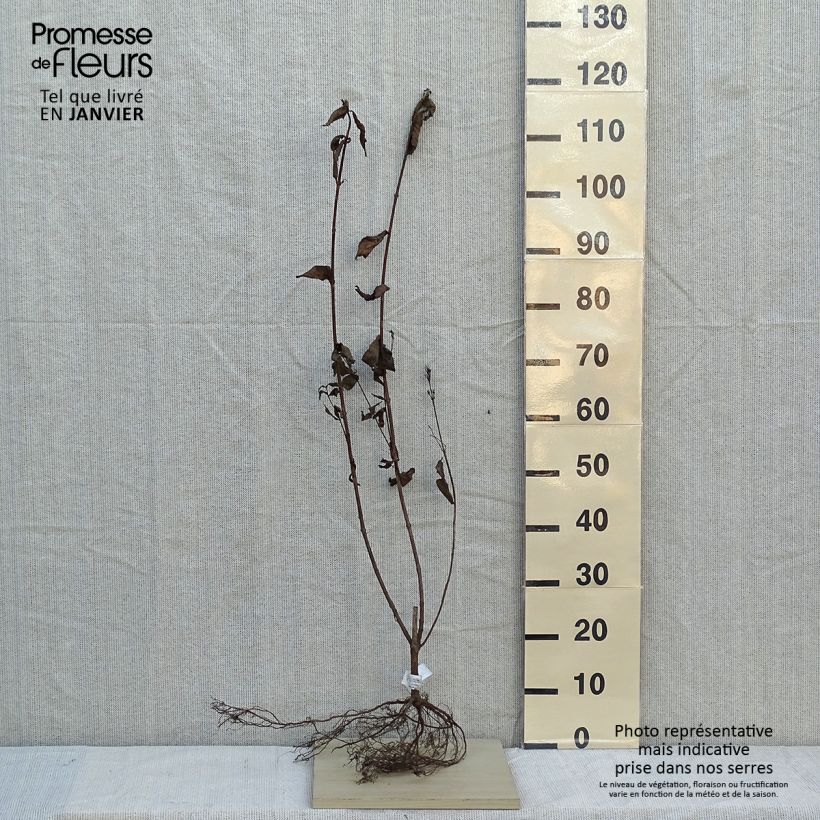 Spécimen de Weigela florida Bristol Ruby Racines nues tel que livré en hiver