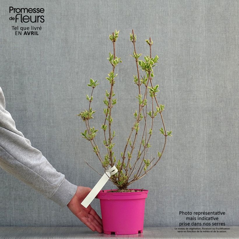 Spécimen de Weigela Kosteriana Variegata - Weigelia Kosteriana Variegata Pot de 2L/3L tel que livré au printemps
