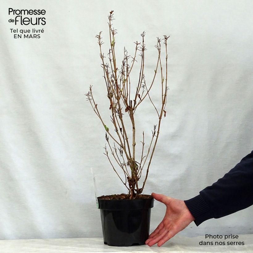 Spécimen de Weigela Milk and Honey Pot de 2L/3L tel que livré au printemps