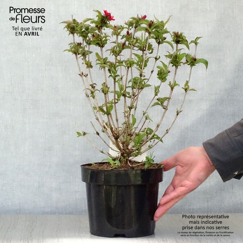 Example of Weigela Nain rouge Courtanin Pot de 3L/4L as you get in printemps