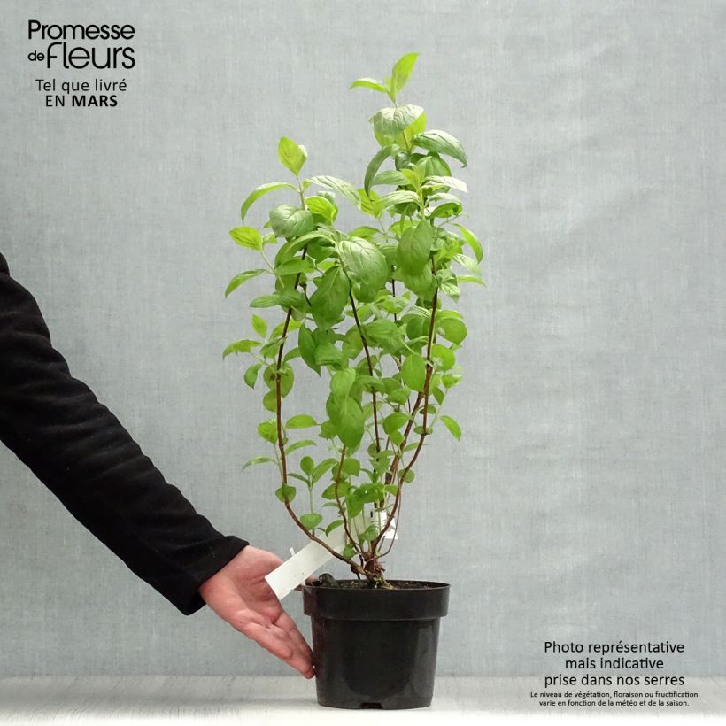 Spécimen de Weigela Wings of Fire  Pot de 3L/4L tel que livré au printemps