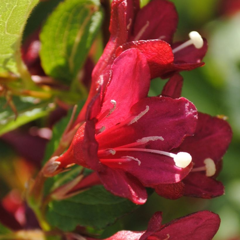 Weigela florida Cherry Lace  (Floraison)