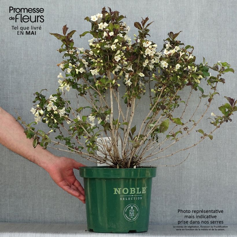 Spécimen de Weigela florida Ebony and Ivory Pot de 7,5L/10L tel que livré au printemps