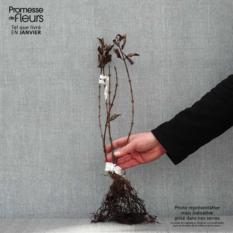 Spécimen de Weigela florida Foliis Purpureis - Weigela florida Purpurea - Weigelia pourpre Racines nues tel que livré en hiver