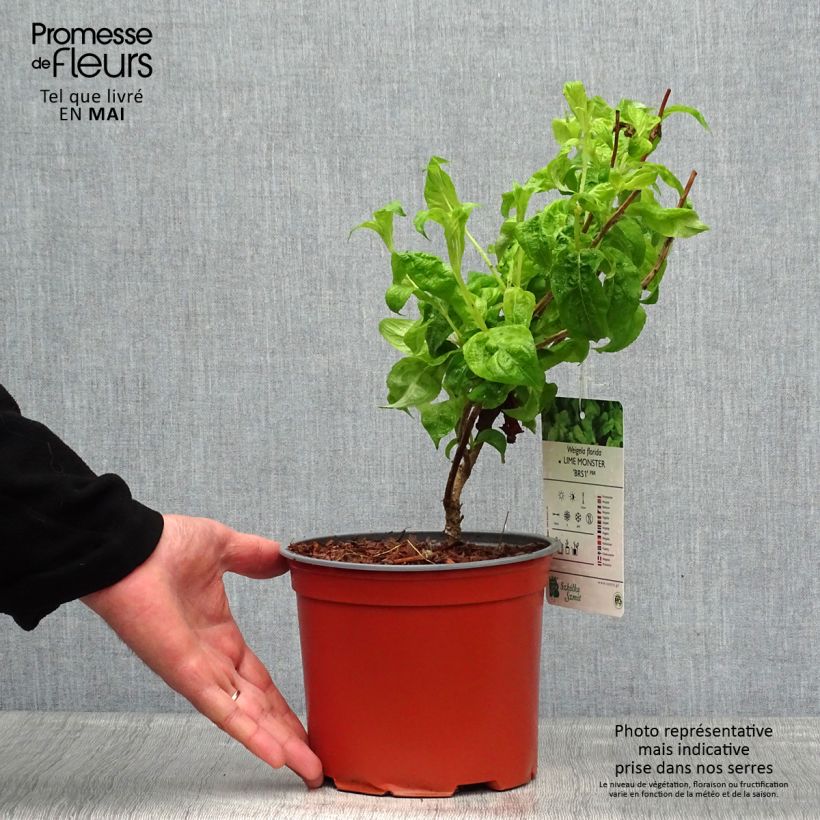 Spécimen de Weigela florida Lime Monster Pot de 3L/4L tel que livré au printemps