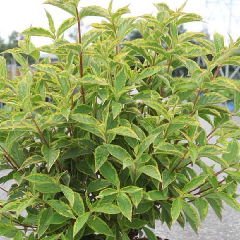 Weigela florida Brigela (Feuillage)