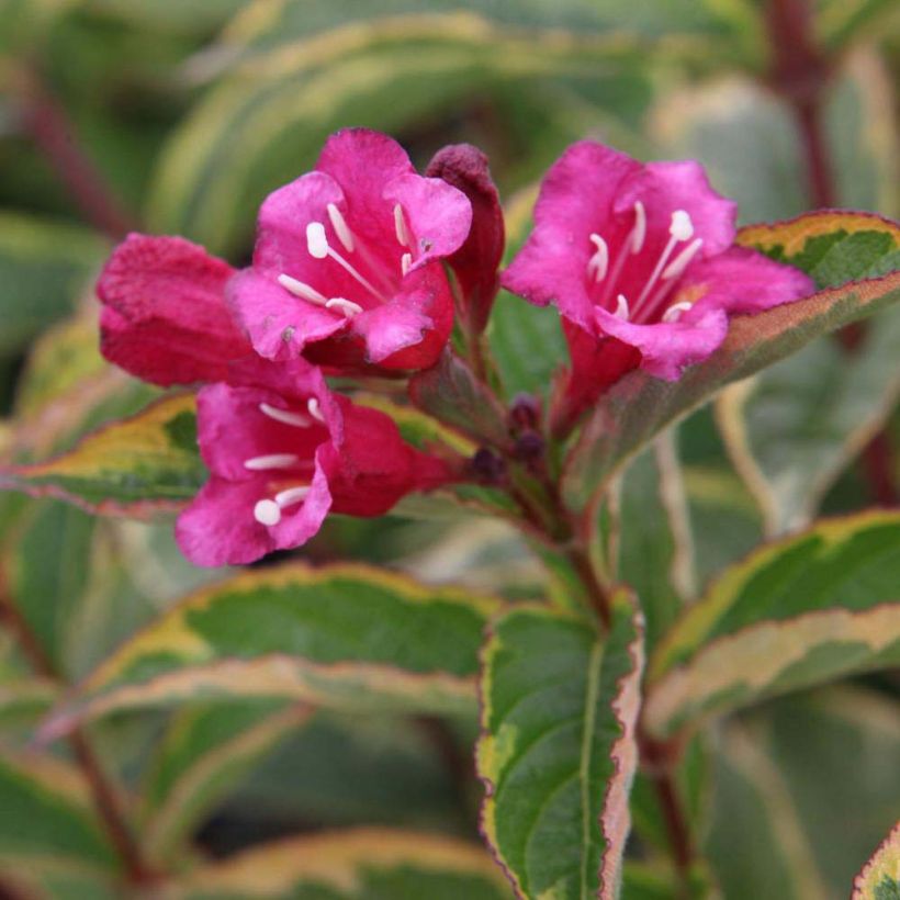 Weigela florida Brigela (Floraison)