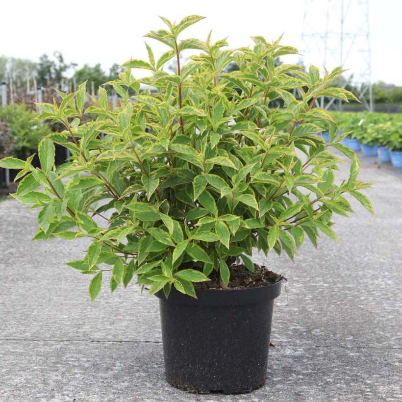 Weigela florida Brigela (Port)